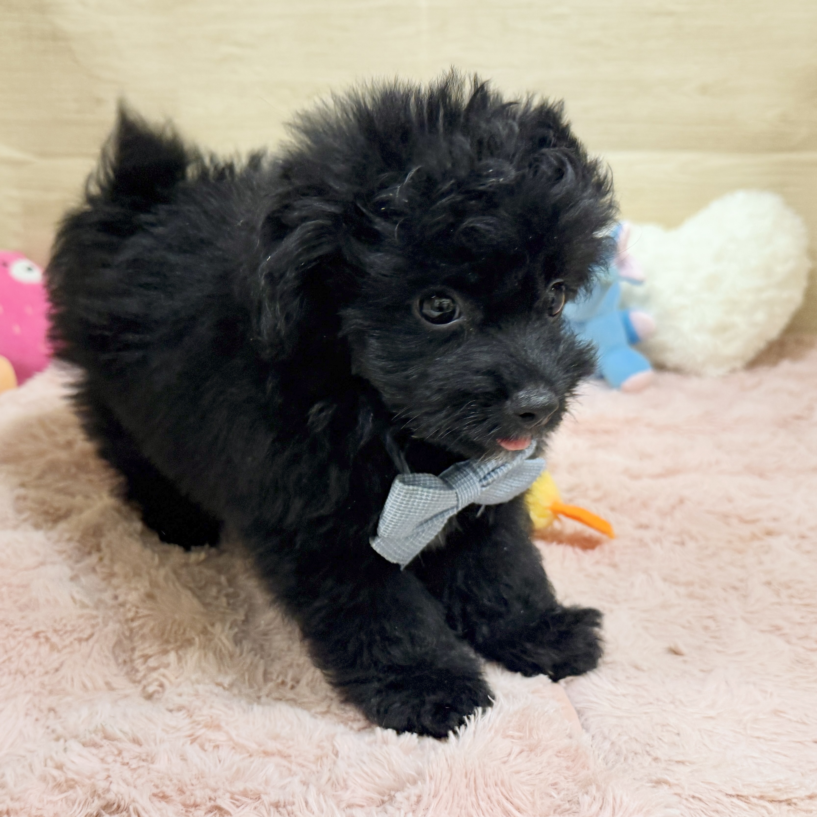 大阪府のポメプー(ポメラニアン×プードル) (犬の家＆猫の里そよら東岸和田店/2026年8月4日生まれ/男の子/ブラック)の子犬の3枚目の画像