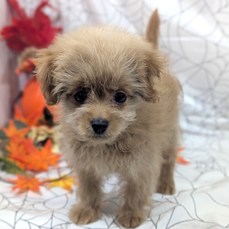 神奈川県のポメプー(ポメラニアン×プードル) (犬の家＆猫の里小田原店/2026年8月4日生まれ/女の子/アプリコット)の子犬の3枚目の画像