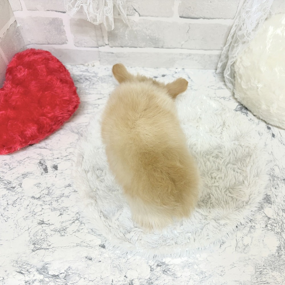 京都府のチワワ(ロング) (犬の家＆猫の里京都精華店/2026年8月7日生まれ/男の子/クリーム)の子犬の3枚目の画像