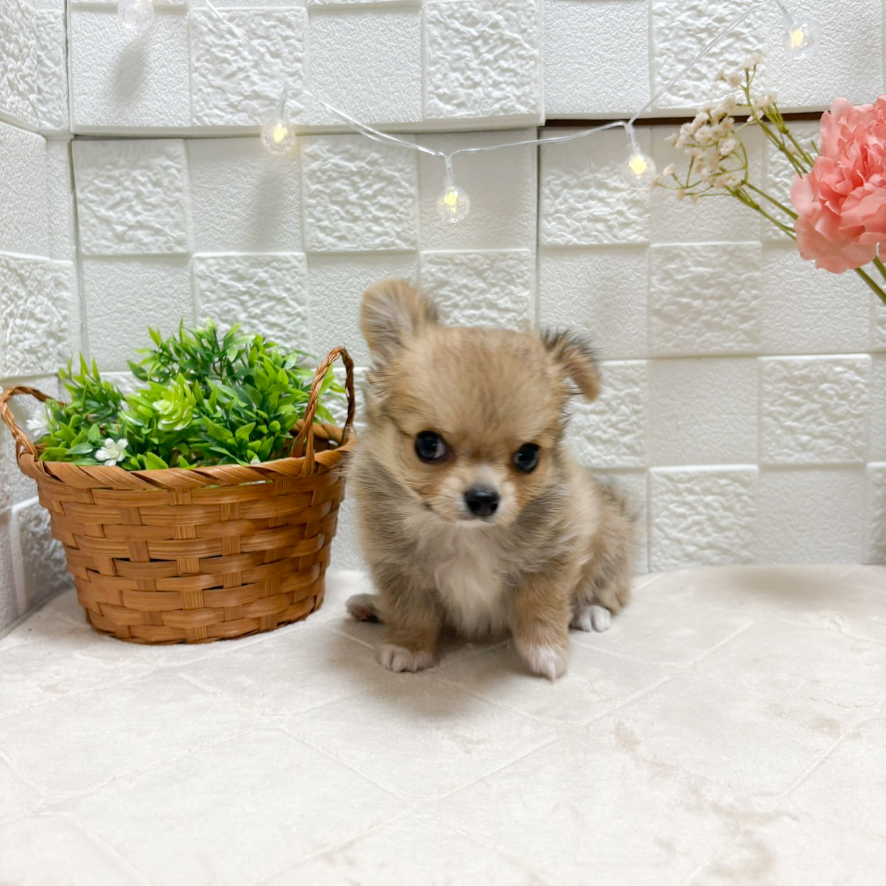 東京都のチワワ(ロング) (犬の家＆猫の里ペットフォレスト小平店/2026年8月7日生まれ/男の子/レッド)の子犬の3枚目の画像