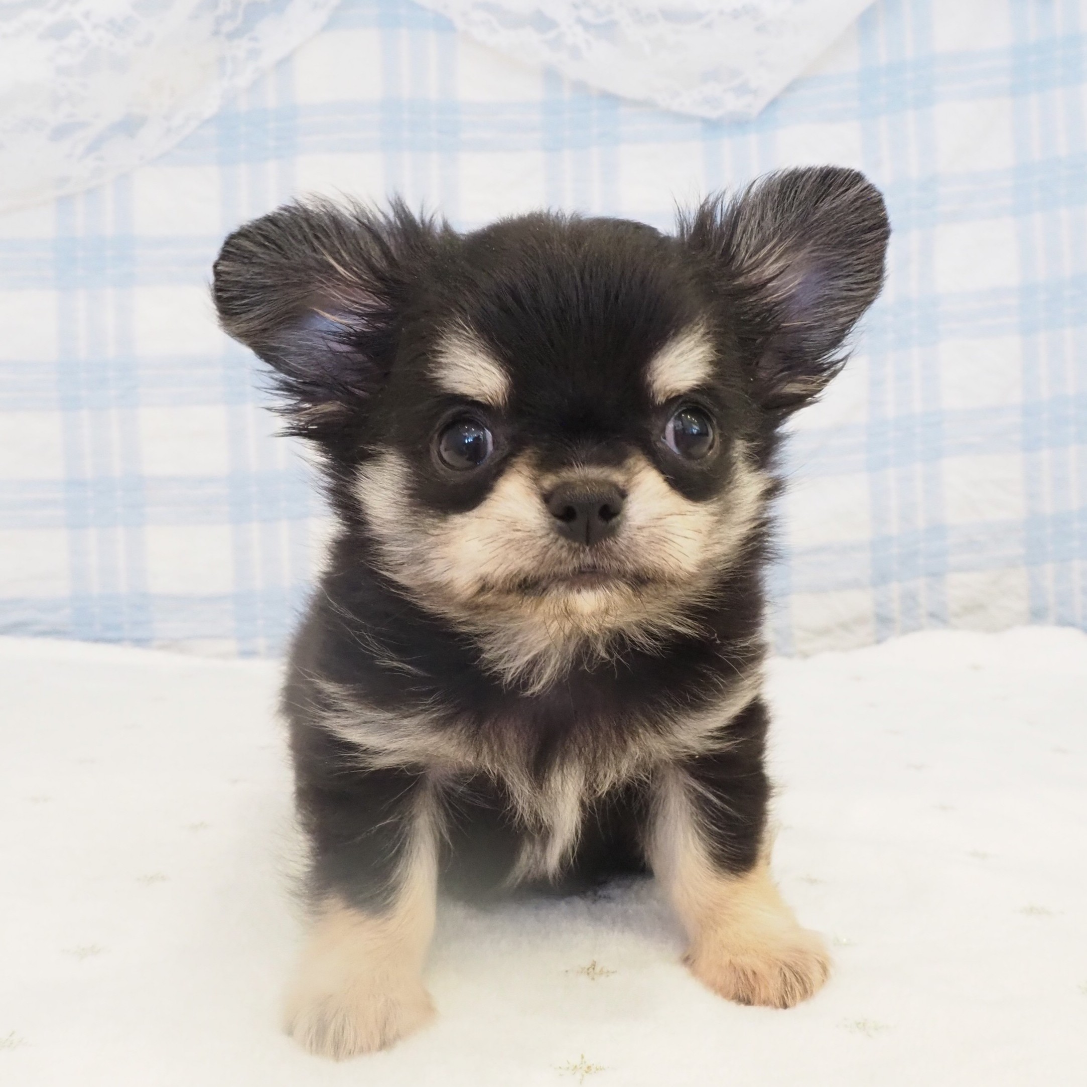 大阪府のチワワ(ロング) (犬の家＆猫の里もりのみやキューズモールBASE店/2026年8月7日生まれ/男の子/ブラッククリーム)の子犬の3枚目の画像