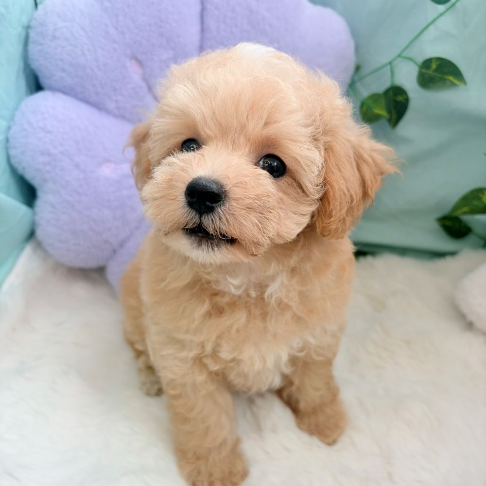愛知県のマルプー(マルチーズ×プードル) (犬の家＆猫の里愛知刈谷店/2026年8月8日生まれ/女の子/アプリコットホワイト)の子犬の3枚目の画像