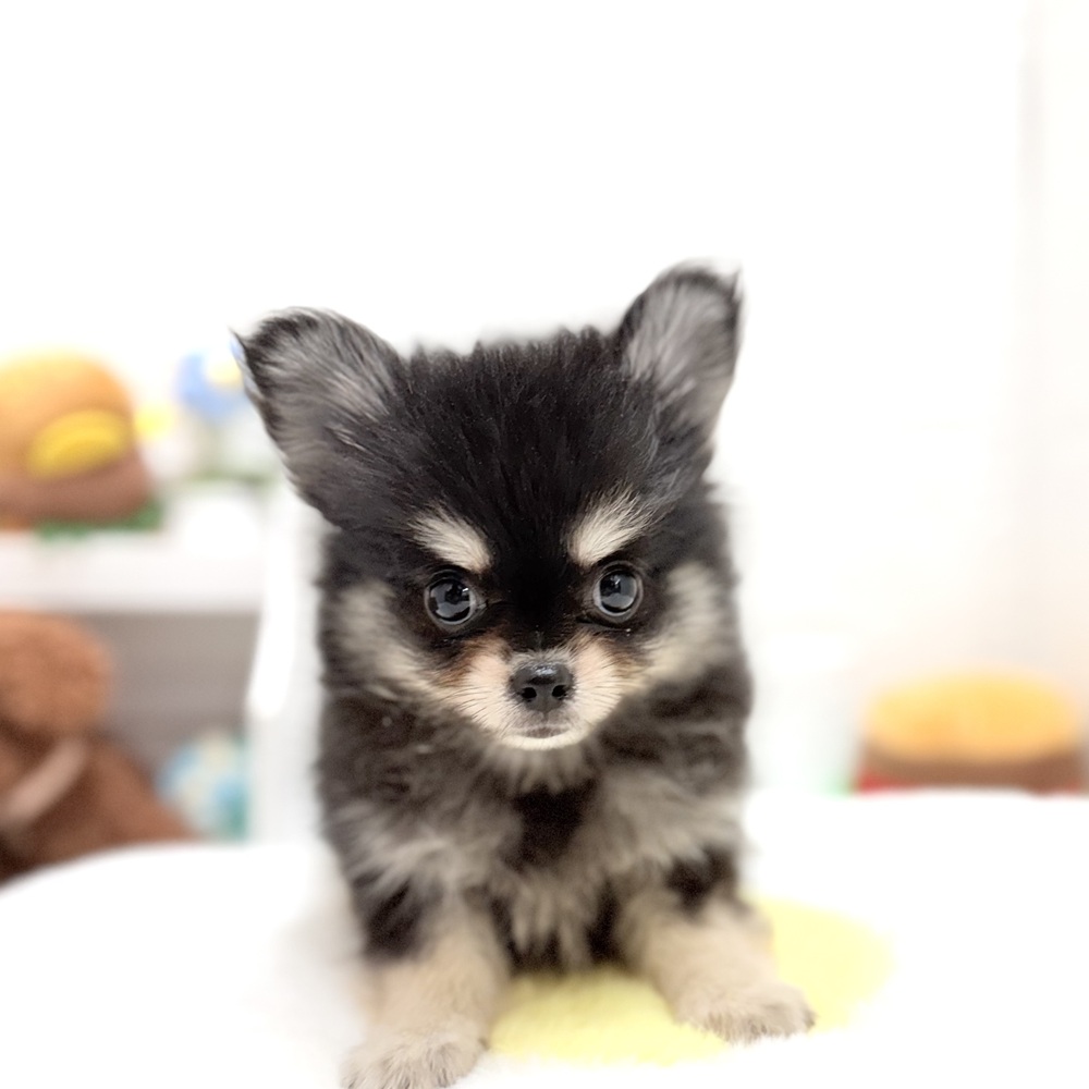 愛知県のポメチワ/チワポメ/ポメチー(ポメラニアン×チワワ) (犬の家＆猫の里豊川インター店/2026年8月7日生まれ/男の子/ブラッククリーム)の子犬の1枚目の画像
