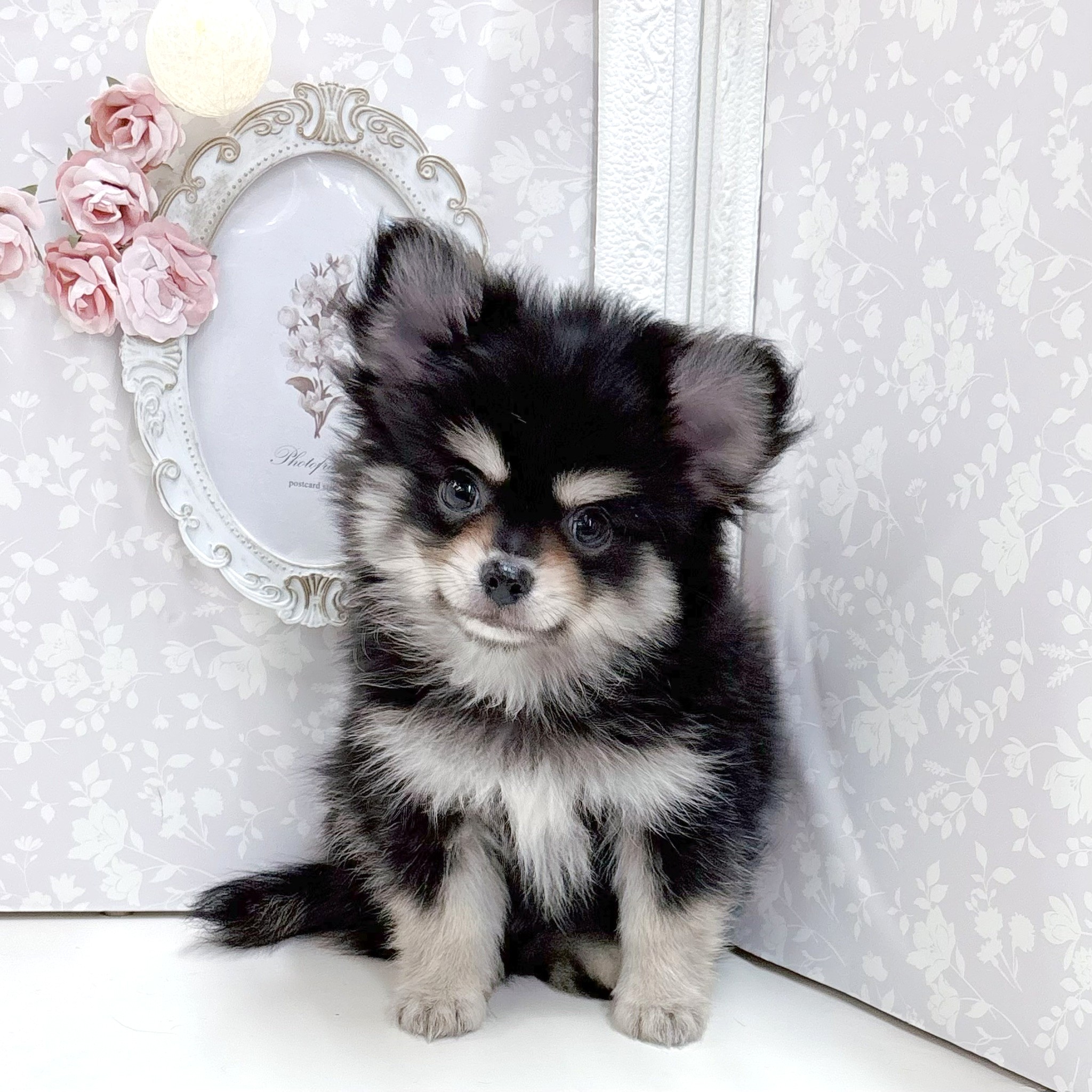 富山県のポメチワ/チワポメ/ポメチー(ポメラニアン×チワワ) (犬の家＆猫の里アミーゴ高岡蓮花寺店/2026年8月7日生まれ/男の子/ブラッククリーム)の子犬の3枚目の画像