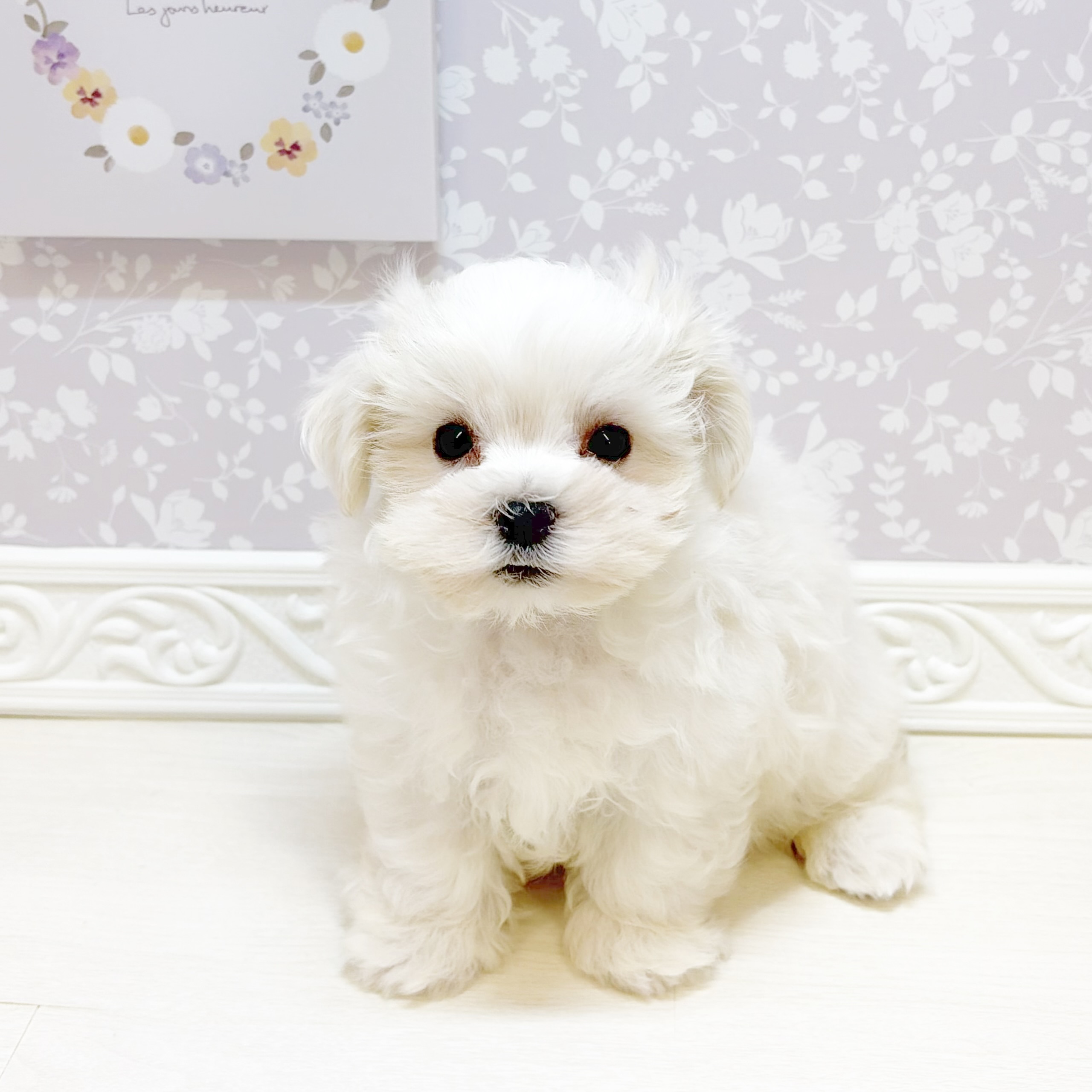 石川県のマルチーズ (犬の家＆猫の里アミーゴ金沢おこばた店/2026年8月9日生まれ/男の子/ホワイト)の子犬の3枚目の画像