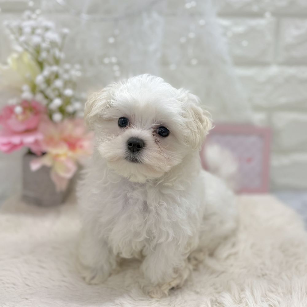 福井県のマルチーズ (犬の家＆猫の里アミーゴ福井大和田店/2026年8月9日生まれ/女の子/ホワイト)の子犬の3枚目の画像