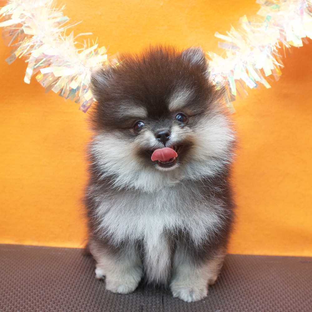 大阪府のポメラニアン (犬の家＆猫の里吹田店/2026年8月8日生まれ/男の子/ブラックタン)の子犬の3枚目の画像