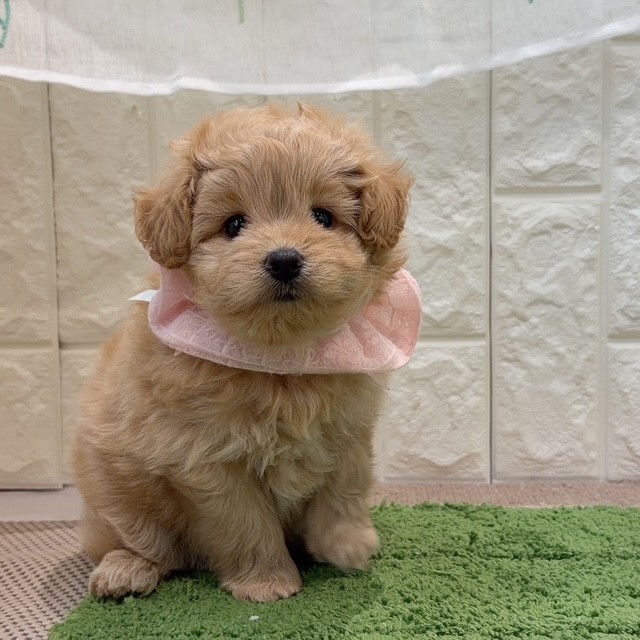 岡山県のポメプー(ポメラニアン×プードル) (犬の家＆猫の里倉敷店/2026年8月7日生まれ/女の子/アプリコット)の子犬の3枚目の画像