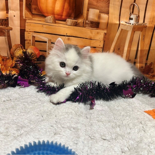 福岡県のスコティッシュストレート (犬の家＆猫の里トリアス久山店/2026年8月9日生まれ/女の子/ブルータビーホワイト)の子猫の3枚目の画像