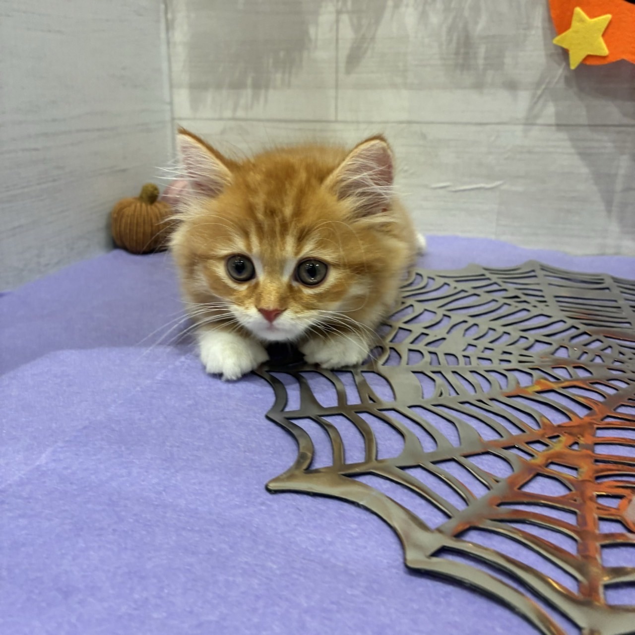岡山県のスコティッシュストレート (犬の家＆猫の里天満屋ハピーズ西大寺モール店/2026年8月9日生まれ/男の子/レッドタビーホワイト)の子猫の1枚目の画像