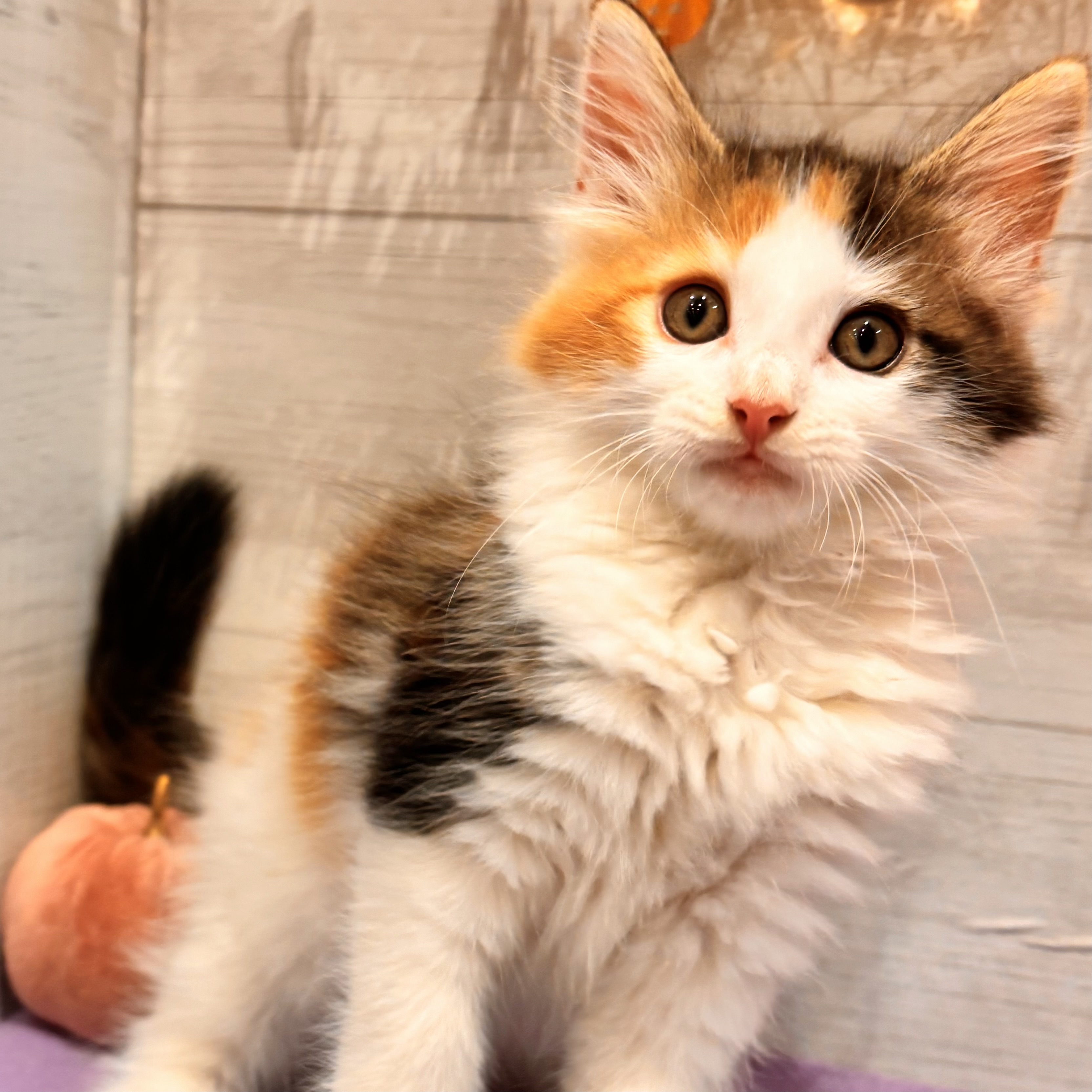 岡山県のノルウェージャンフォレストキャット (犬の家＆猫の里天満屋ハピーズ西大寺モール店/2026年8月7日生まれ/女の子/キャリコ)の子猫の3枚目の画像