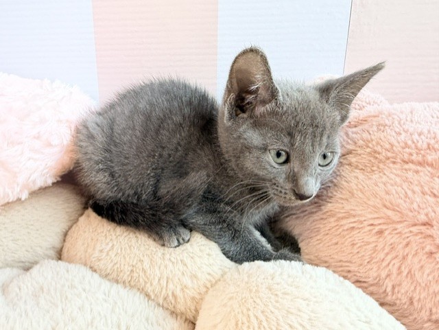 岡山県のロシアンブルー (犬の家＆猫の里倉敷中庄店/2026年7月29日生まれ/女の子/ブルー)の子猫の3枚目の画像