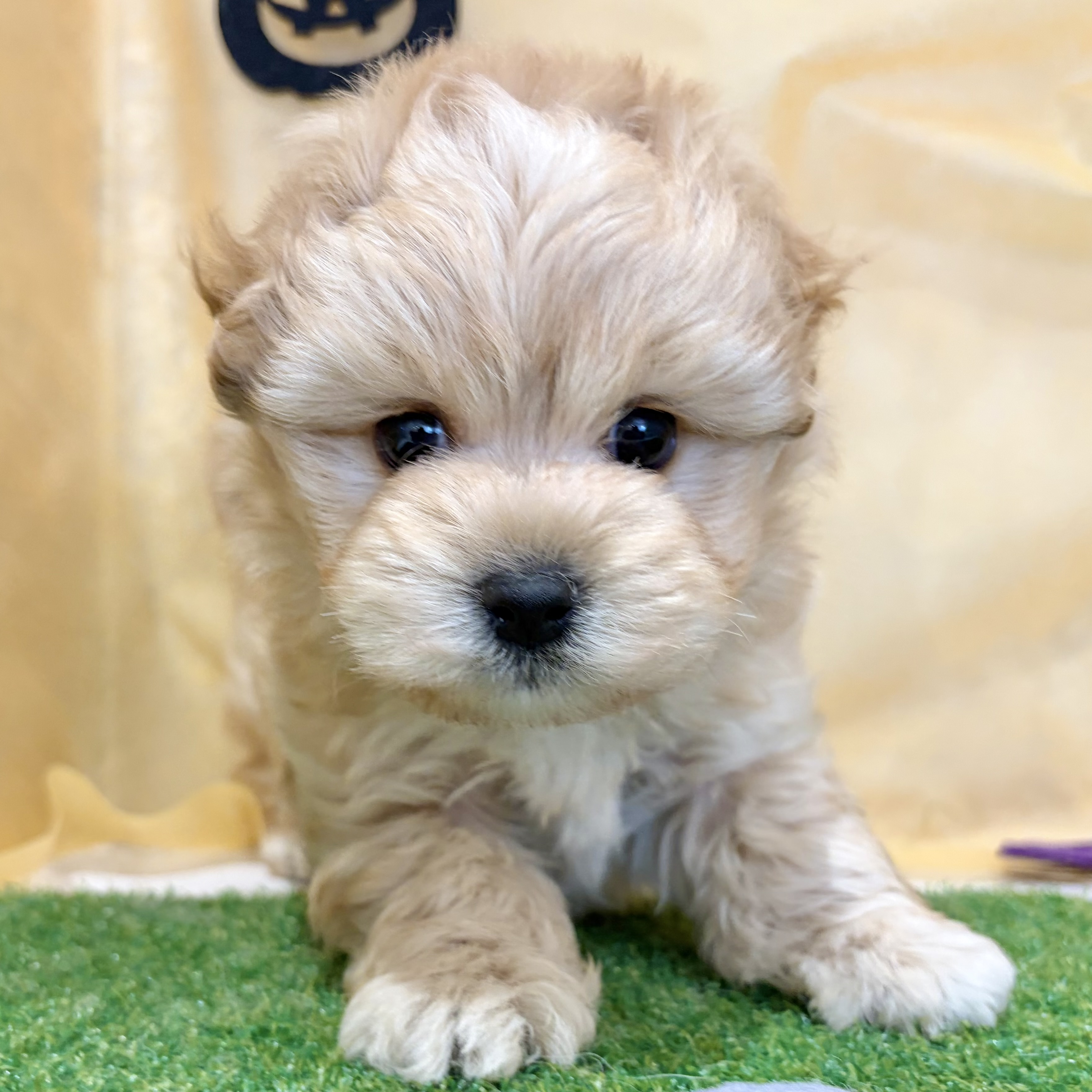 福岡県のマルプー(マルチーズ×プードル) (犬の家＆猫の里くりえいと宗像店/2026年8月7日生まれ/男の子/アプリコット)の子犬の3枚目の画像
