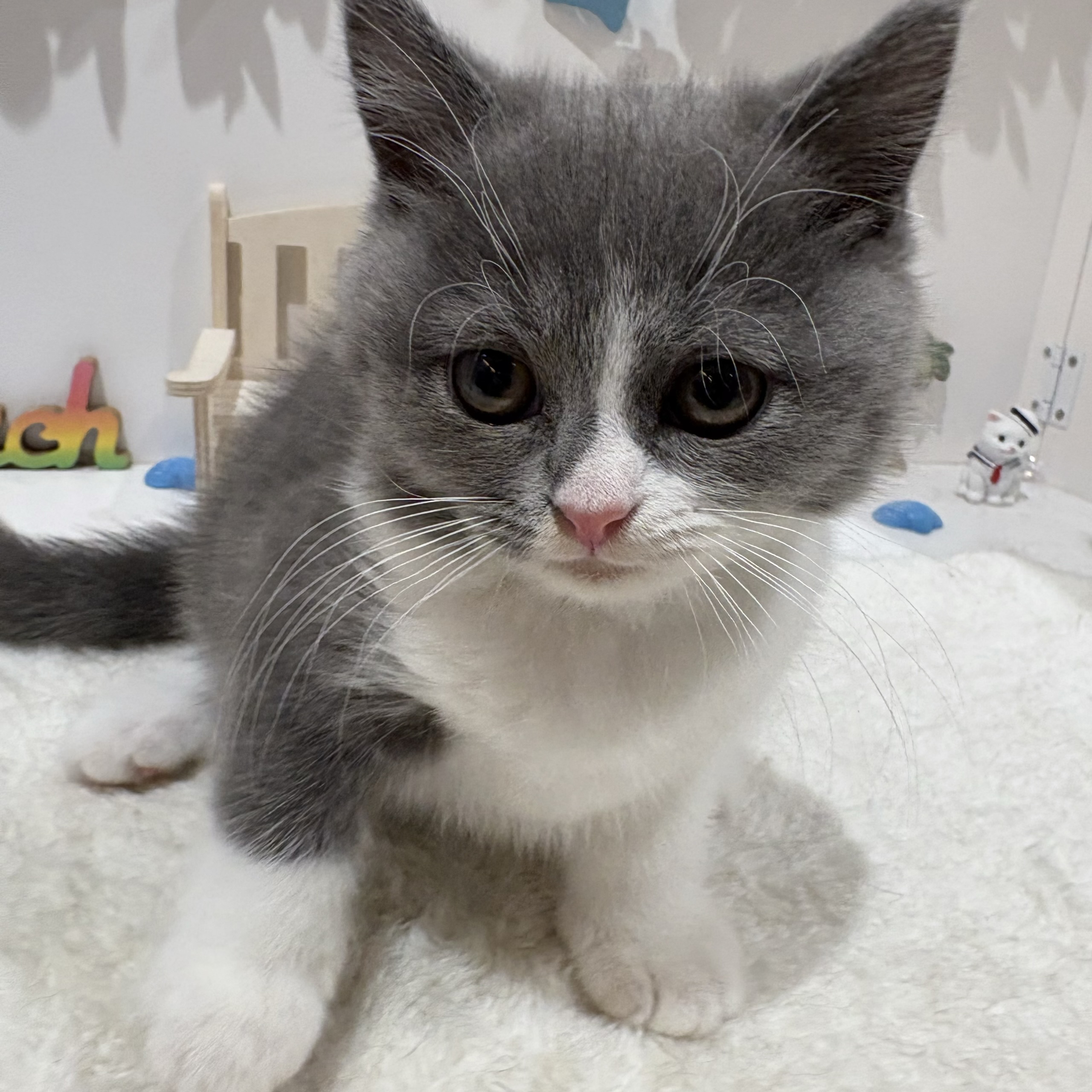 岡山県のブリティッシュショートヘアー (犬の家＆猫の里天満屋ハピーズ西大寺モール店/2026年8月7日生まれ/女の子/ブルーホワイト)の子猫の3枚目の画像