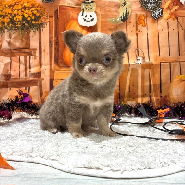 福岡県のチワワ(ロング) (犬の家＆猫の里トリアス久山店/2026年8月8日生まれ/女の子/イザベラホワイト)の子犬の3枚目の画像