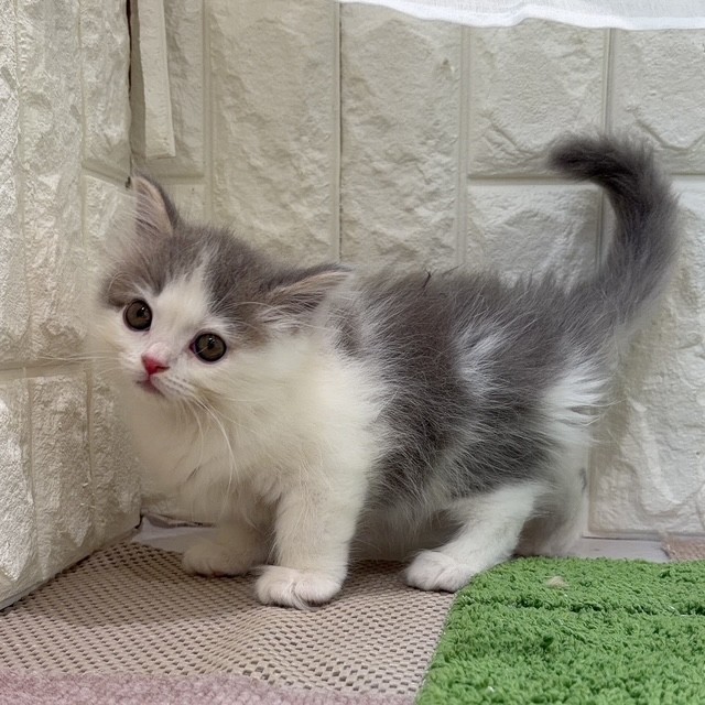 岡山県のマンチカン (犬の家＆猫の里倉敷店/2026年8月6日生まれ/男の子/ブルータビーホワイト)の子猫の3枚目の画像