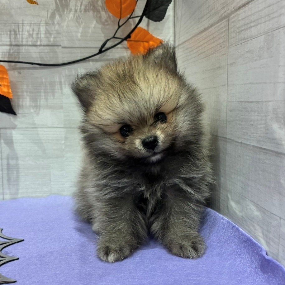 岡山県のポメラニアン (犬の家＆猫の里天満屋ハピーズ西大寺モール店/2026年8月6日生まれ/男の子/ウルフセーブル)の子犬の3枚目の画像