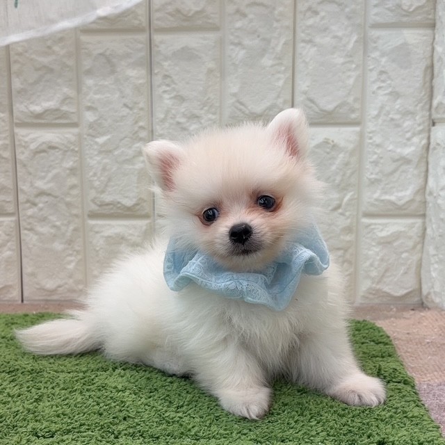 岡山県のポメラニアン (犬の家＆猫の里倉敷店/2026年8月6日生まれ/男の子/クリーム)の子犬の3枚目の画像