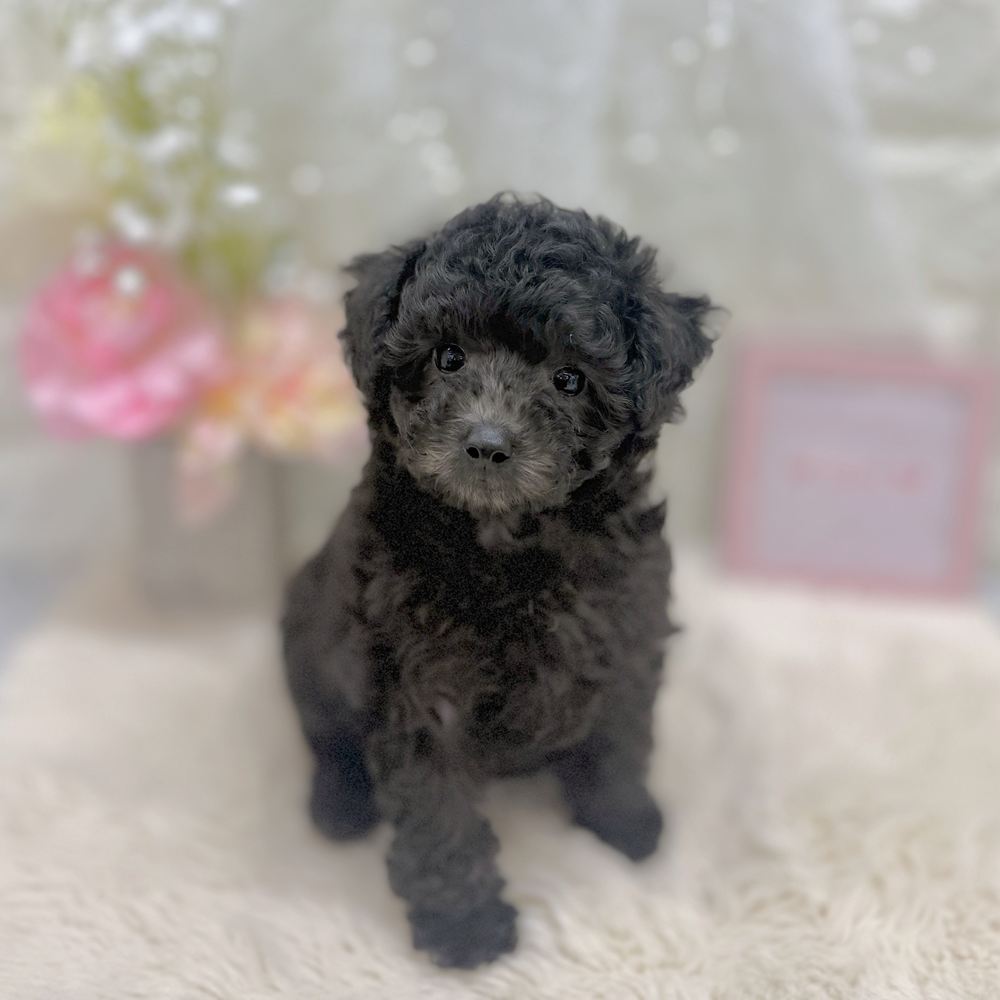 福井県のトイプードル(タイニー) (犬の家＆猫の里アミーゴ福井大和田店/2026年8月1日生まれ/女の子/グレー)の子犬の3枚目の画像