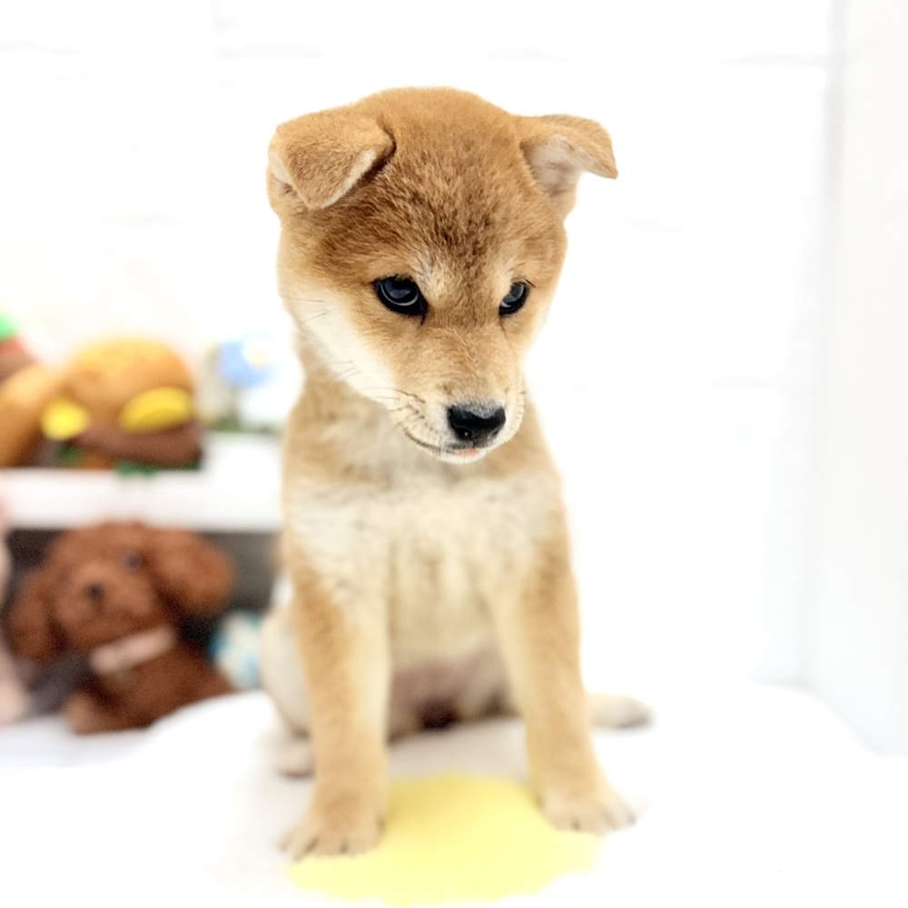 愛知県の柴犬(標準サイズ) (犬の家＆猫の里豊川インター店/2026年8月7日生まれ/女の子/赤)の子犬の3枚目の画像