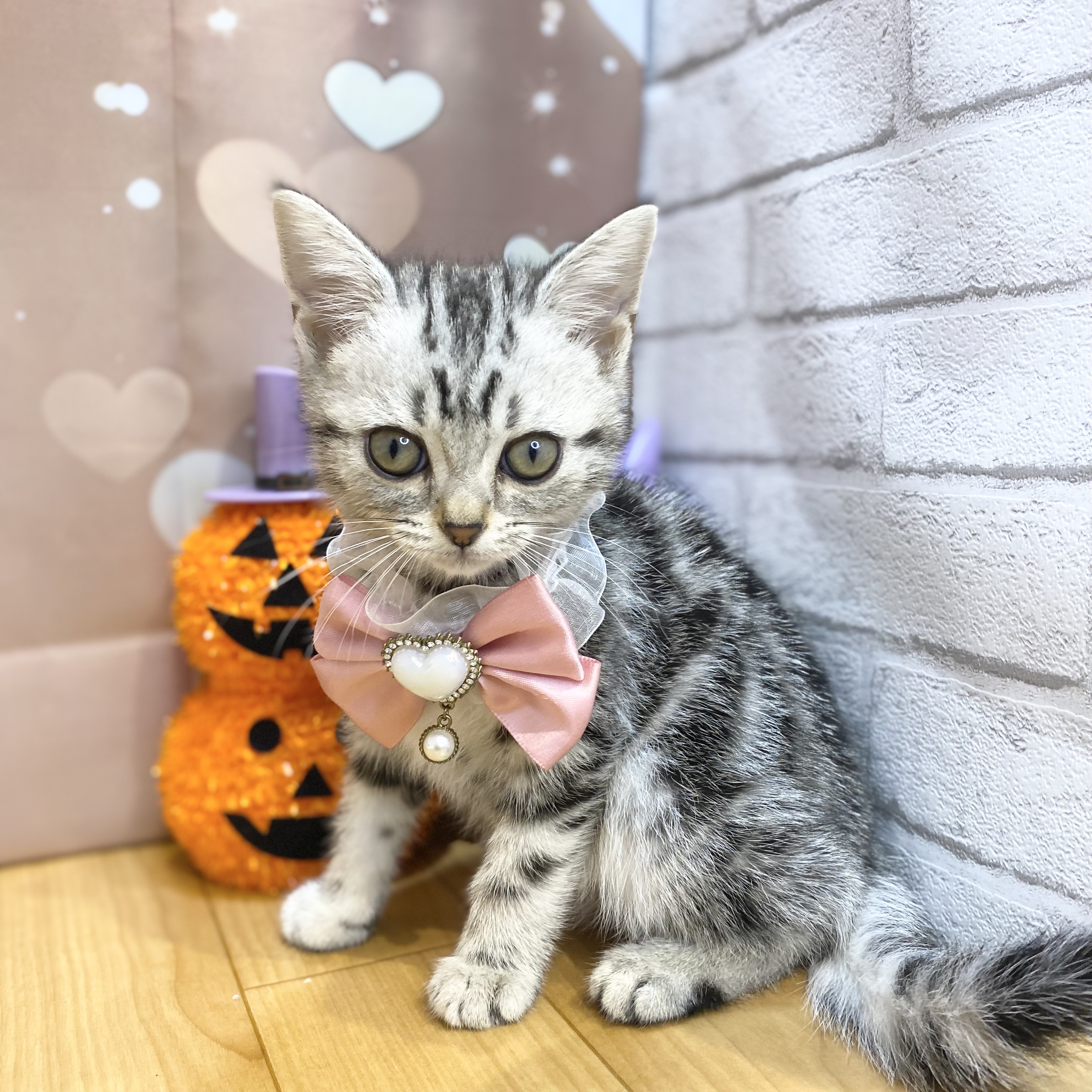 長野県のアメリカンショートヘアー (犬の家＆猫の里カインズ梓川店/2026年8月8日生まれ/女の子/シルバータビー)の子猫の3枚目の画像