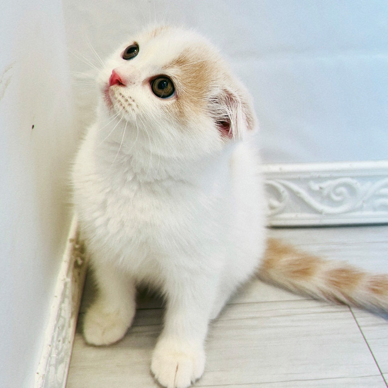 愛知県のスコティッシュフォールド (犬の家＆猫の里春日井本店/2026年8月9日生まれ/男の子/クリームタビーホワイトバン)の子猫の3枚目の画像