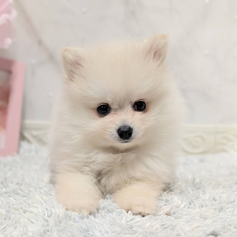 福井県のポメラニアン (犬の家＆猫の里福井店/2026年8月9日生まれ/女の子/クリーム)の子犬の3枚目の画像