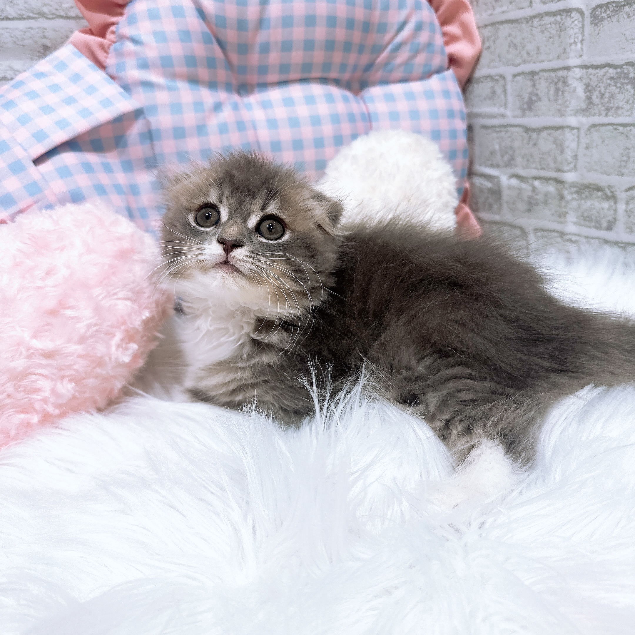 神奈川県のスコティッシュフォールド (犬の家＆猫の里元住吉ブレーメン通り店/2026年8月8日生まれ/女の子/ブルータビーホワイト)の子猫の3枚目の画像