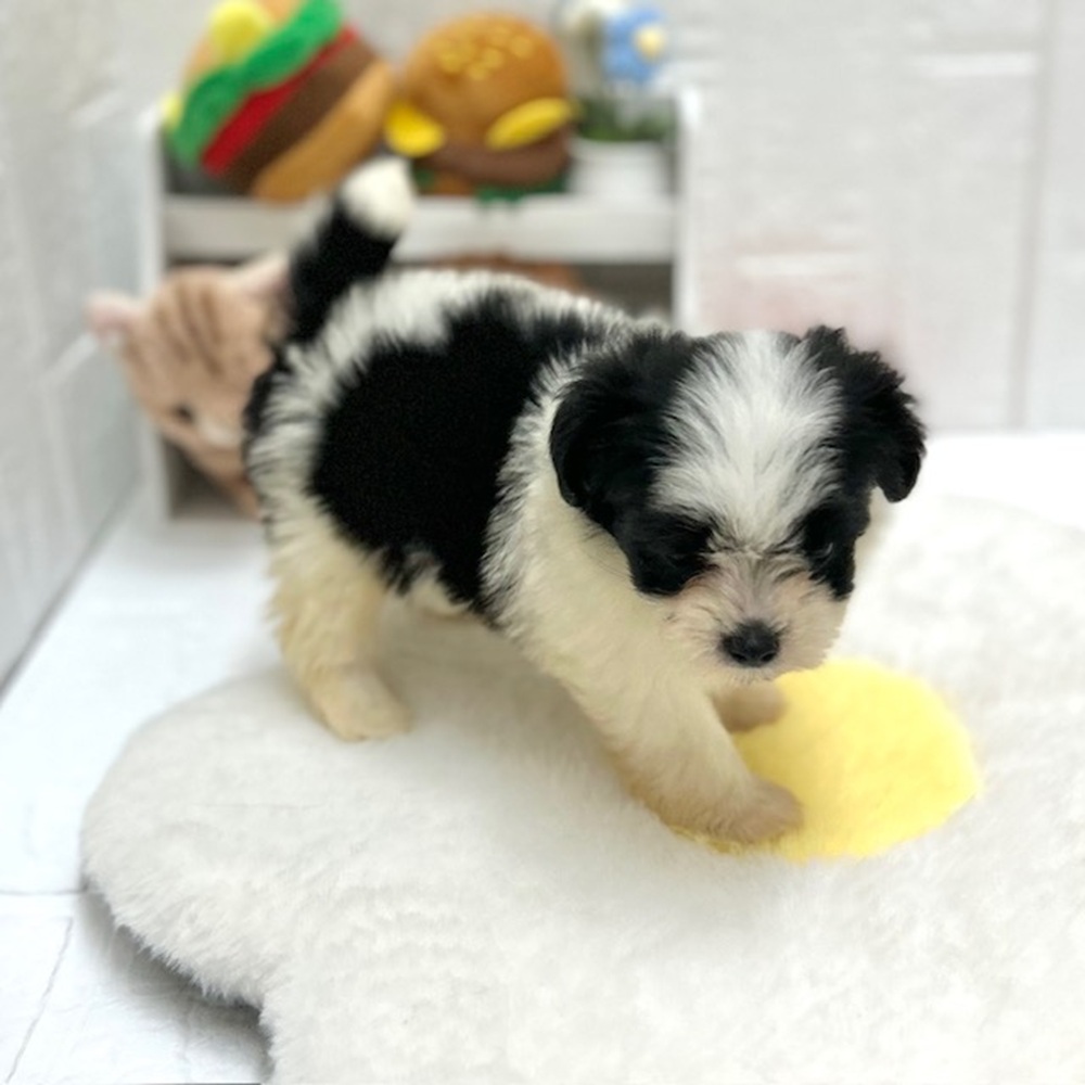 愛知県のハーフ犬・ミックス犬 (犬の家＆猫の里豊川インター店/2026年8月9日生まれ/男の子/ブラックホワイト)の子犬の3枚目の画像