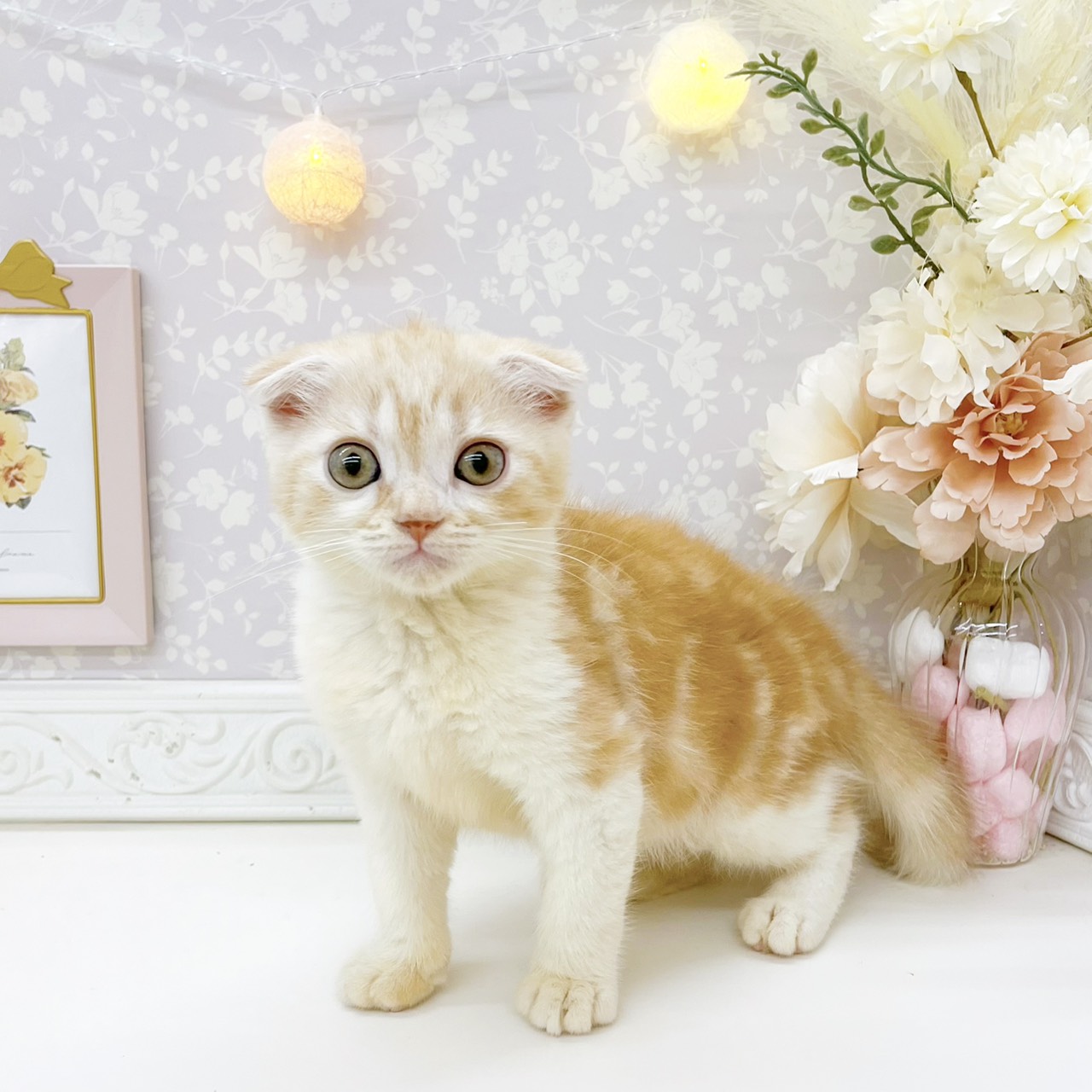 富山県のスコティッシュフォールド (犬の家＆猫の里富山店/2026年8月8日生まれ/男の子/クリームタビーホワイト)の子猫の3枚目の画像