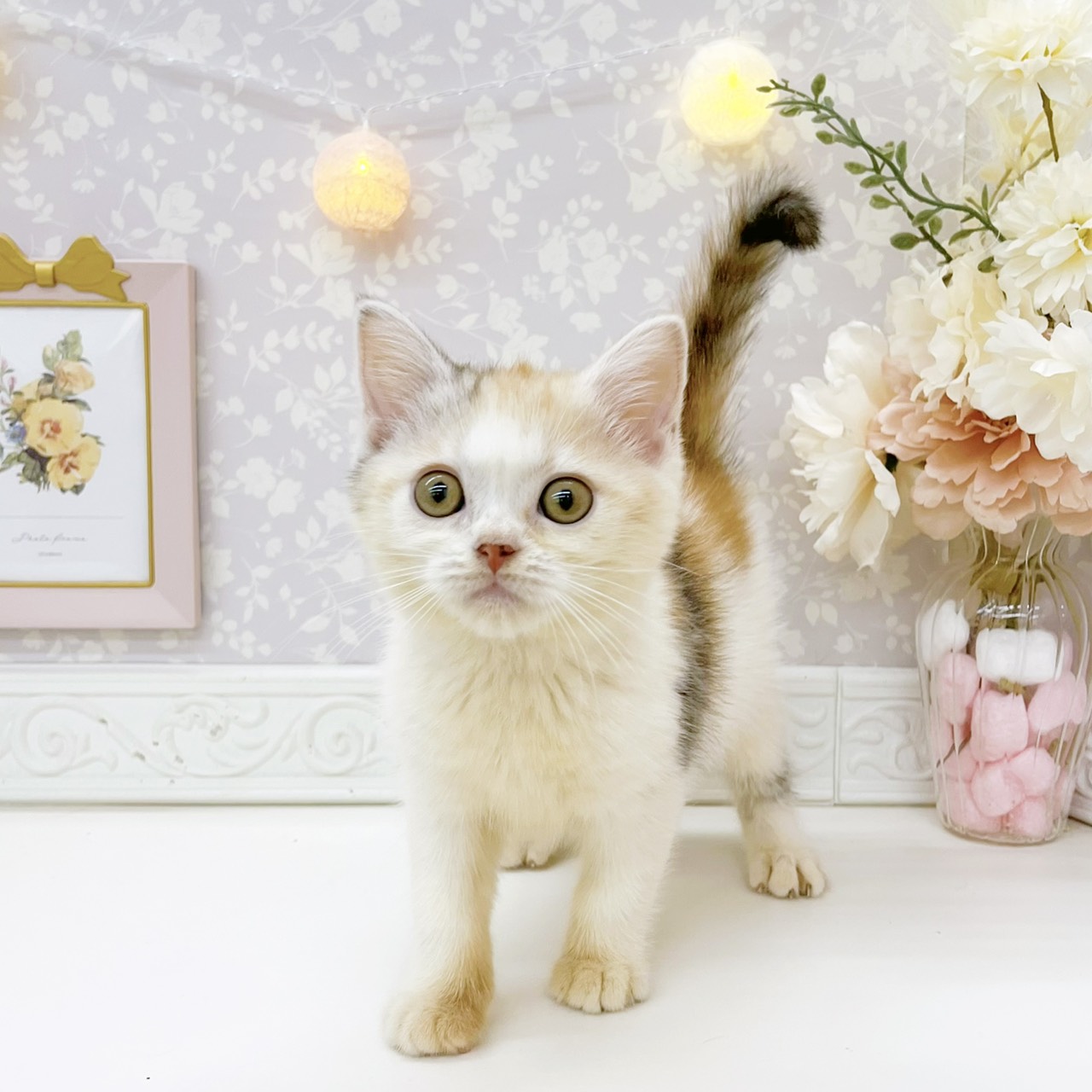 富山県のスコティッシュストレート (犬の家＆猫の里富山店/2026年8月8日生まれ/女の子/ブラウンパッチドタビーホワイト)の子猫の3枚目の画像