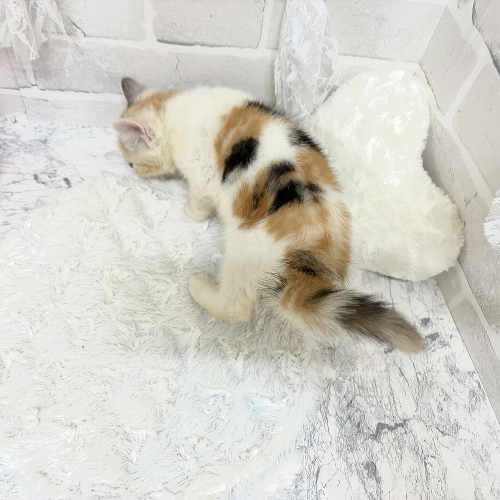 京都府のスコティッシュストレート (犬の家＆猫の里京都精華店/2026年8月8日生まれ/女の子/ブラウンパッチドタビーホワイト)の子猫の3枚目の画像