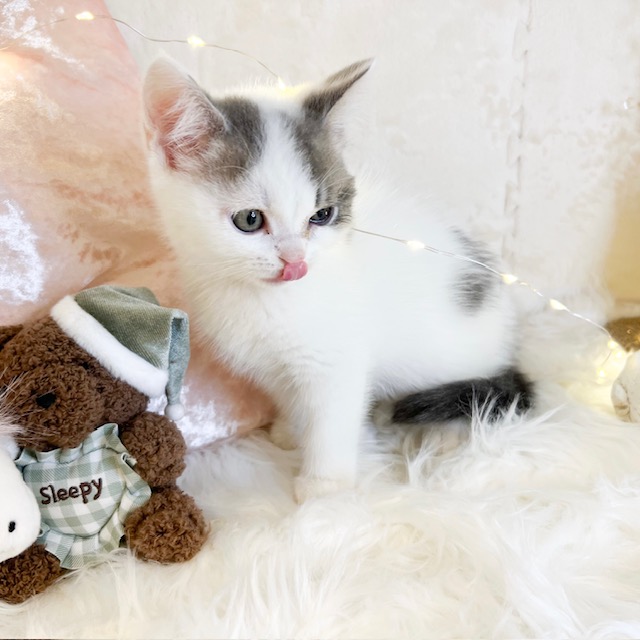 東京都のマンチカン (犬の家＆猫の里新宿店/2026年8月8日生まれ/女の子/ブルータビーホワイト)の子猫の3枚目の画像