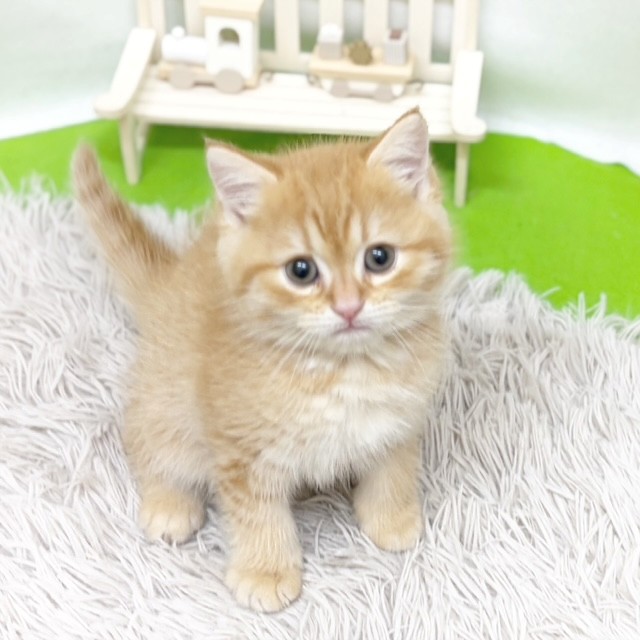 静岡県のミヌエット (犬の家＆猫の里藤枝店/2026年8月10日生まれ/男の子/レッドタビー)の子猫の3枚目の画像