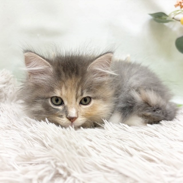 静岡県のサイベリアン (犬の家＆猫の里藤枝店/2026年8月3日生まれ/女の子/ブルーパッチドタビーホワイト)の子猫の3枚目の画像
