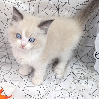 神奈川県のラグドール (犬の家＆猫の里小田原店/2026年8月9日生まれ/男の子/ブルーポイントバイカラー)の子猫の3枚目の画像