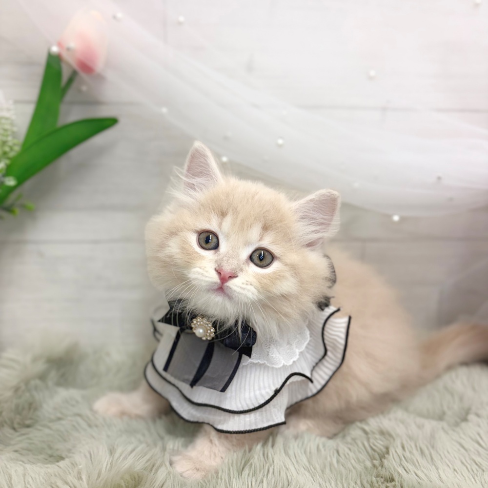 神奈川県のミヌエット (犬の家＆猫の里相模原店/2026年8月9日生まれ/男の子/クリームタビー)の子猫の3枚目の画像
