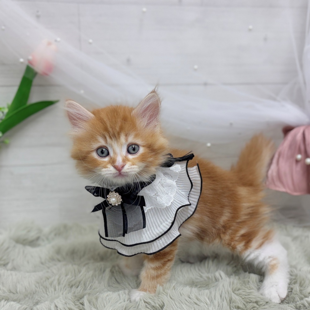 神奈川県のサイベリアン (犬の家＆猫の里相模原店/2026年8月8日生まれ/男の子/レッドタビーホワイト)の子猫の3枚目の画像