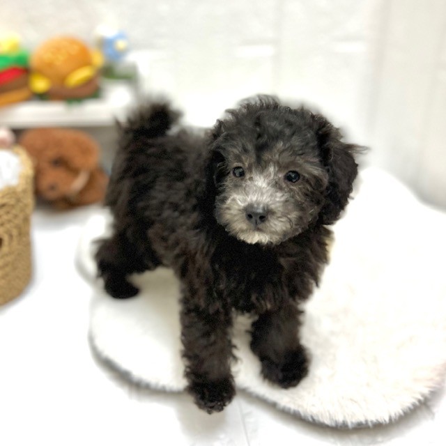 愛知県のトイプードル(トイ) (犬の家＆猫の里豊川インター店/2026年8月9日生まれ/男の子/シルバー)の子犬の3枚目の画像