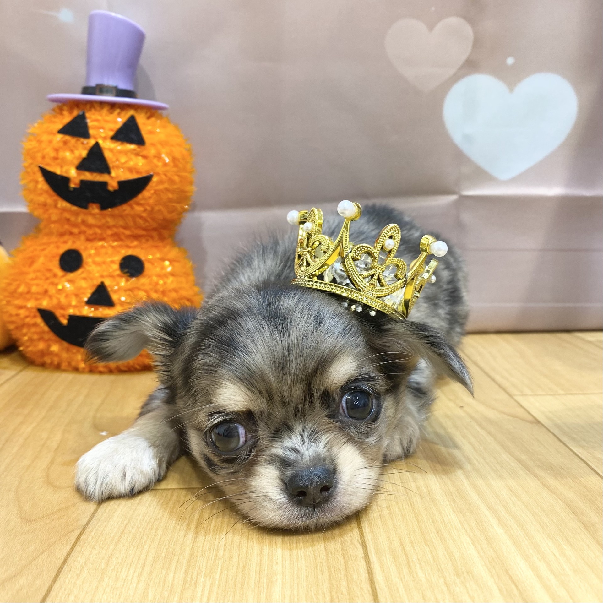 長野県のチワワ(ロング) (犬の家＆猫の里カインズ梓川店/2026年8月10日生まれ/女の子/ブルーマール)の子犬の3枚目の画像