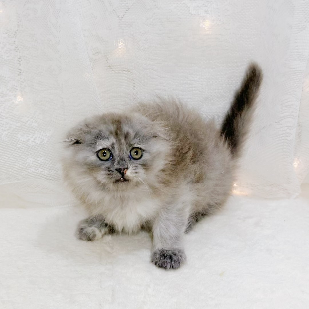 千葉県のスコティッシュフォールド (犬の家＆猫の里BIGHOPガーデンモール印西店/2026年8月8日生まれ/女の子/トーティーシェルスモーク)の子猫の3枚目の画像