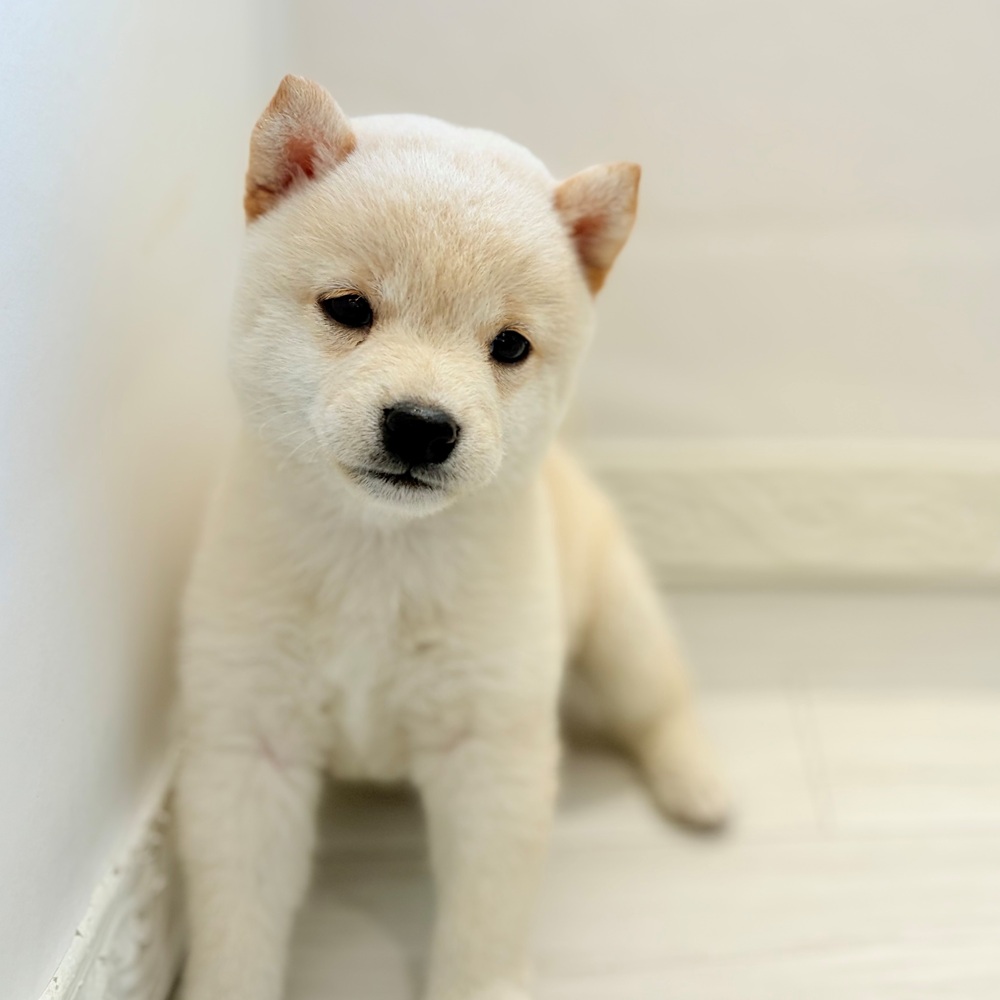 愛知県の柴犬(標準サイズ) (犬の家＆猫の里春日井本店/2026年8月10日生まれ/男の子/白)の子犬の3枚目の画像