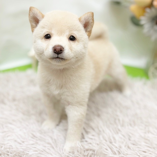 静岡県の柴犬(標準サイズ) (犬の家＆猫の里藤枝店/2026年8月10日生まれ/女の子/白)の子犬の3枚目の画像