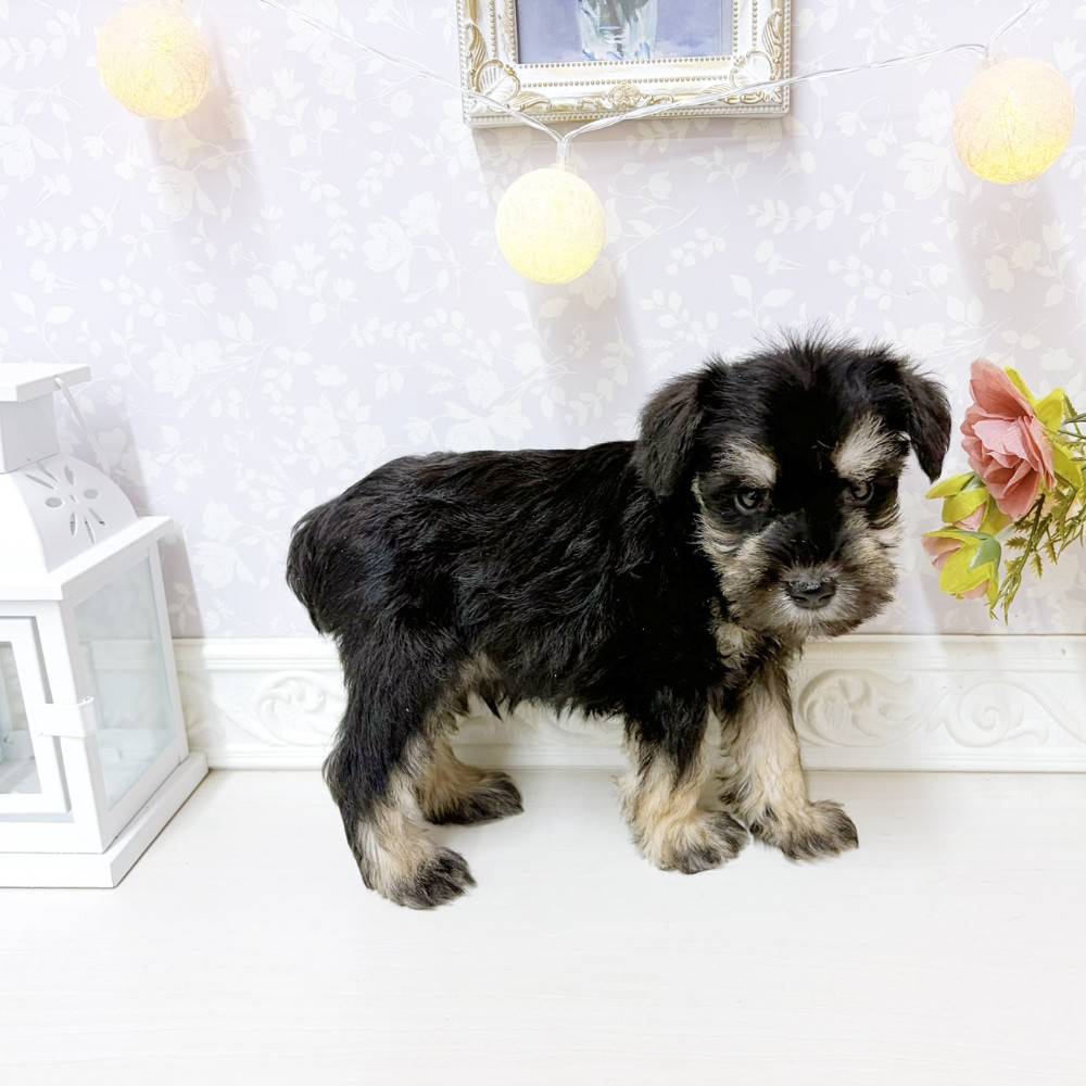 富山県のミニチュアシュナウザー (犬の家＆猫の里アミーゴ山室店/2026年8月11日生まれ/男の子/ブラックシルバー)の子犬の3枚目の画像