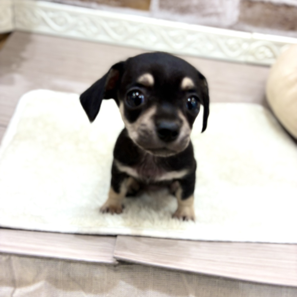 三重県のチワックス(チワワ×ダックス) (犬の家＆猫の里三重桑名店/2026年8月7日生まれ/女の子/ブラックタン)の子犬の3枚目の画像