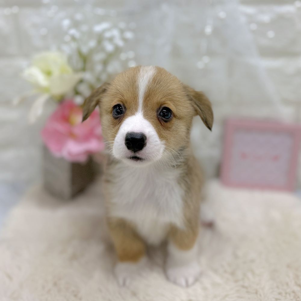 福井県のウェルシュコーギーペンブローク (犬の家＆猫の里アミーゴ福井大和田店/2026年8月6日生まれ/女の子/セーブルホワイト)の子犬の3枚目の画像