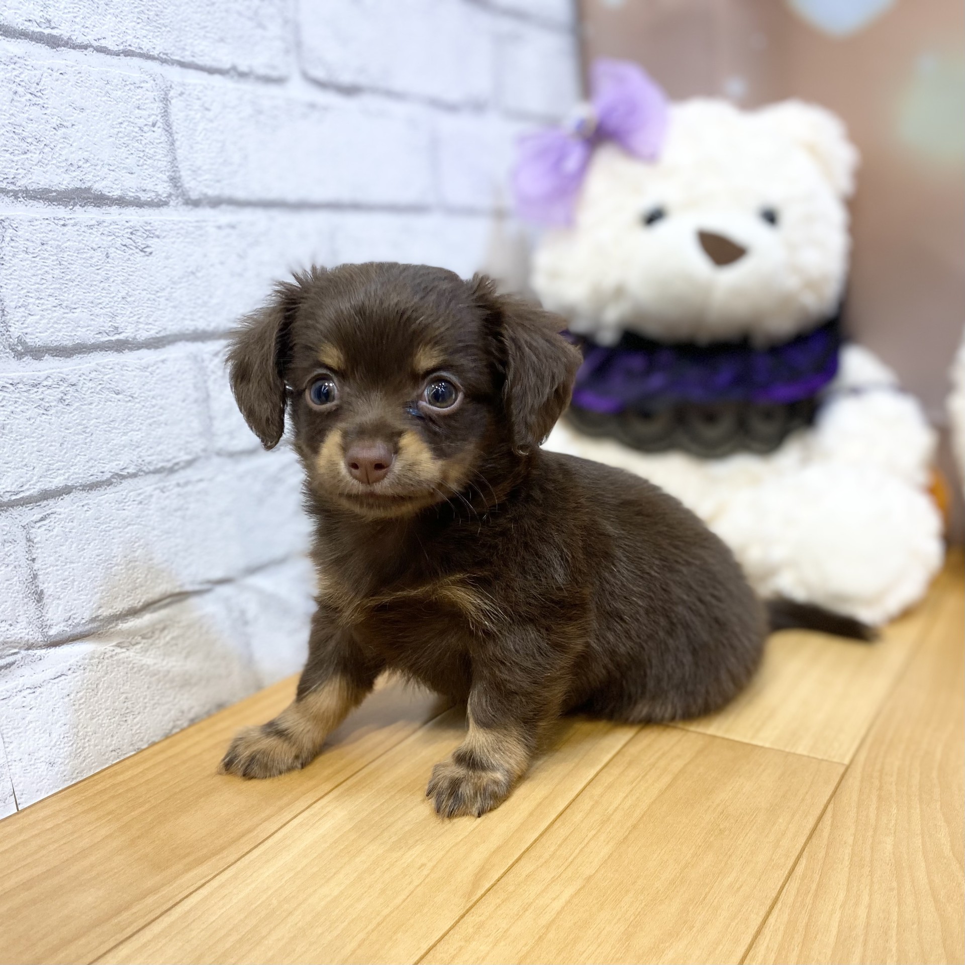 長野県のチワックス(チワワ×ダックス) (犬の家＆猫の里カインズ梓川店/2026年8月10日生まれ/男の子/チョコレートタン)の子犬の3枚目の画像