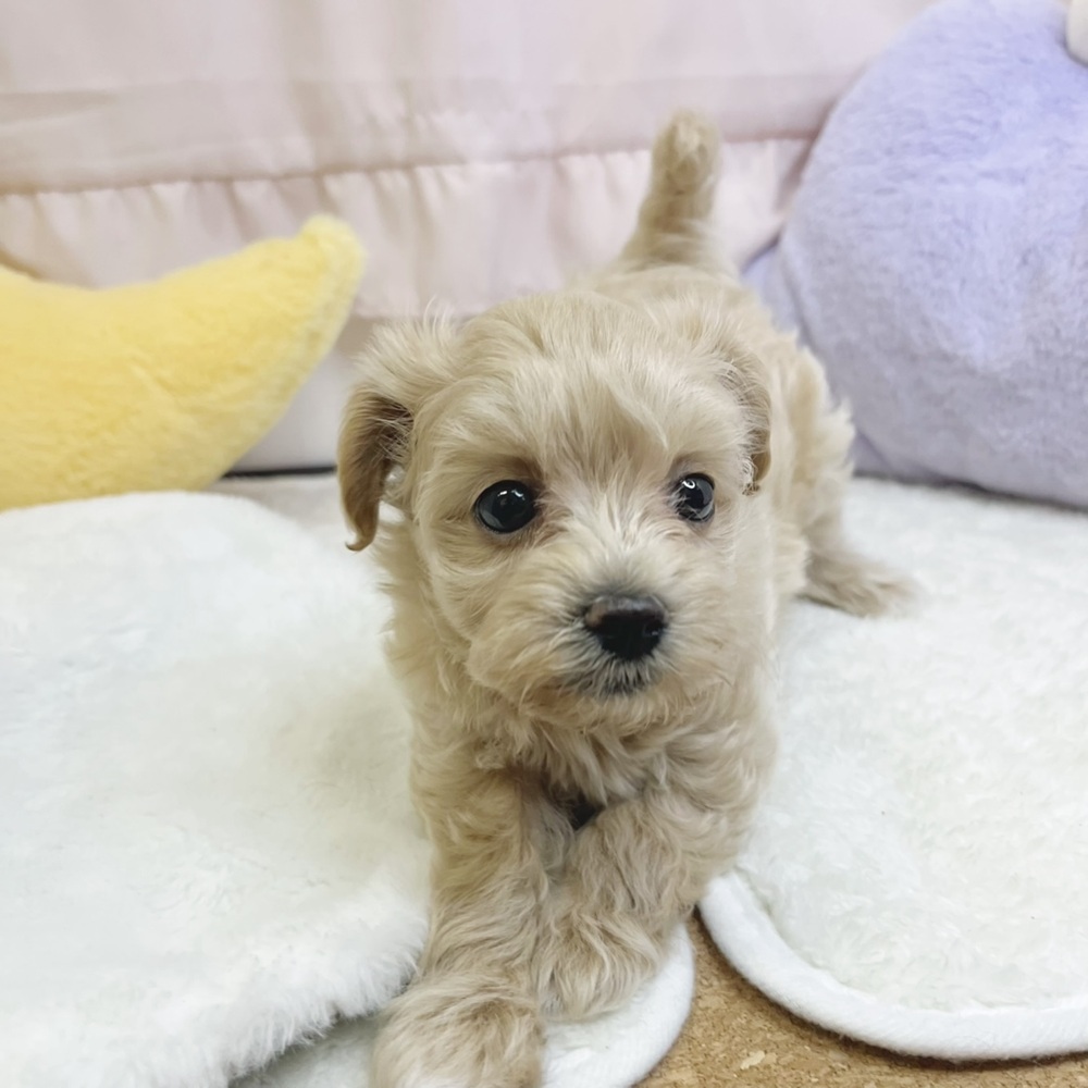 静岡県のマルプー(マルチーズ×プードル) (犬の家＆猫の里マークイズ静岡店/2026年8月10日生まれ/女の子/アプリコット)の子犬の3枚目の画像