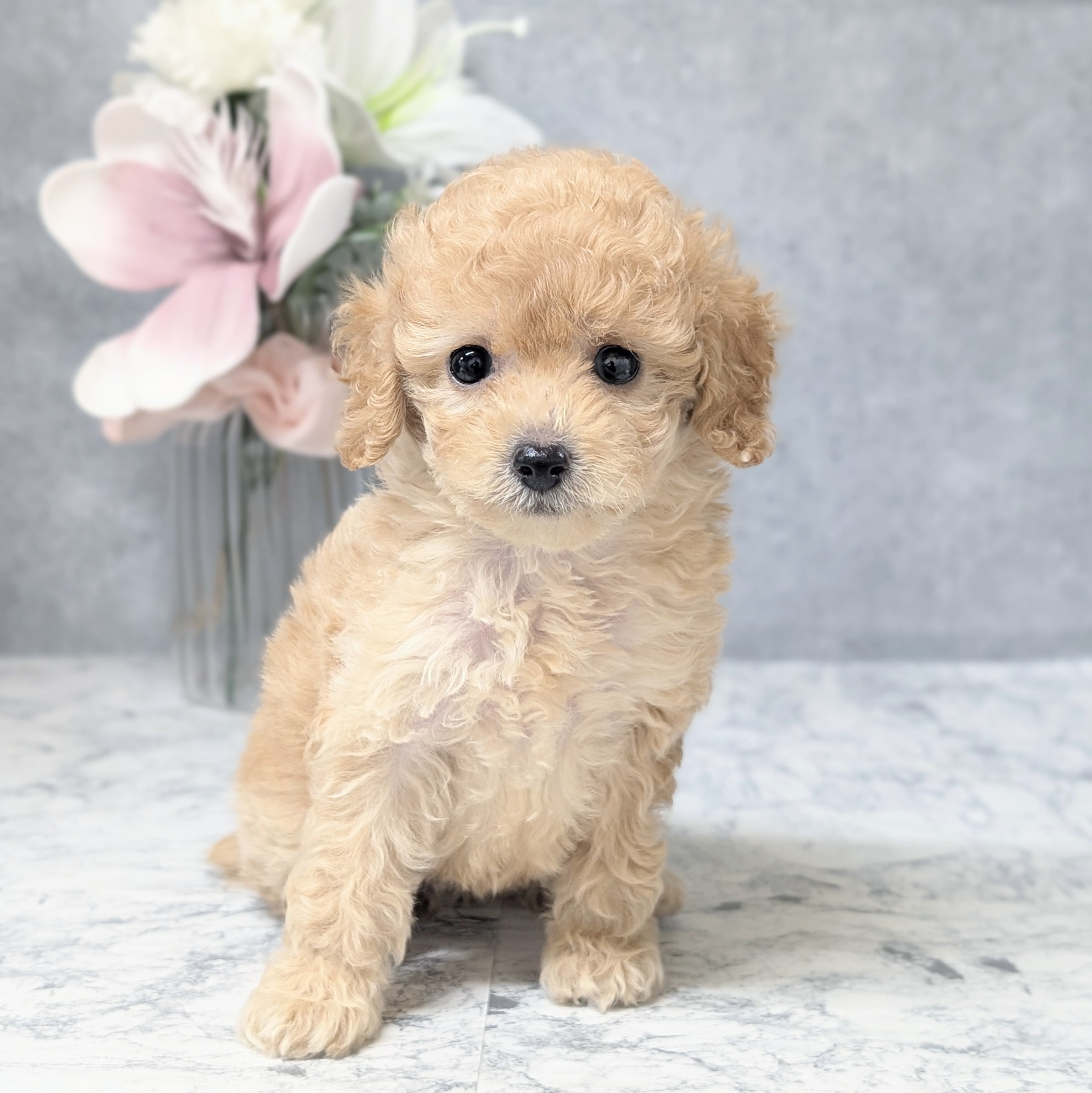 愛知県のトイプードル(タイニー) (犬の家＆猫の里安城店/2026年8月8日生まれ/女の子/アプリコット)の子犬の1枚目の画像