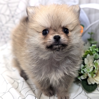 神奈川県のポメチワ/チワポメ/ポメチー(ポメラニアン×チワワ) (犬の家＆猫の里小田原店/2026年8月11日生まれ/女の子/オレンジセーブル)の子犬の3枚目の画像